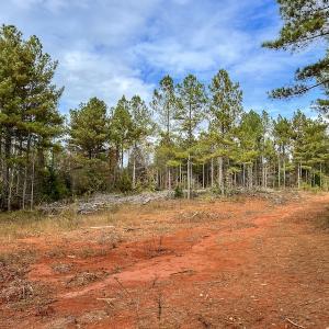 Photo #26 of SOLD property in Off Tuscarora Road, Hollister, NC 290.0 acres