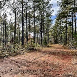 Photo #28 of SOLD property in Off Tuscarora Road, Hollister, NC 290.0 acres