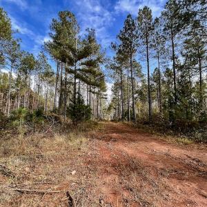 Photo #29 of SOLD property in Off Tuscarora Road, Hollister, NC 290.0 acres
