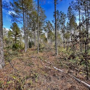 Photo #30 of SOLD property in Off Tuscarora Road, Hollister, NC 290.0 acres