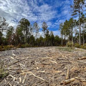 Photo #31 of SOLD property in Off Tuscarora Road, Hollister, NC 290.0 acres