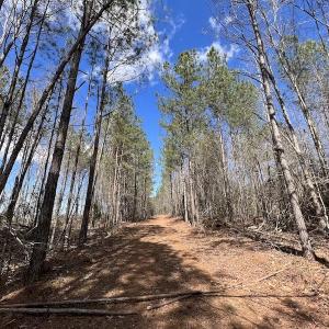 Photo #33 of SOLD property in Off Tuscarora Road, Hollister, NC 290.0 acres