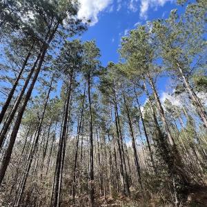 Photo #37 of SOLD property in Off Tuscarora Road, Hollister, NC 290.0 acres