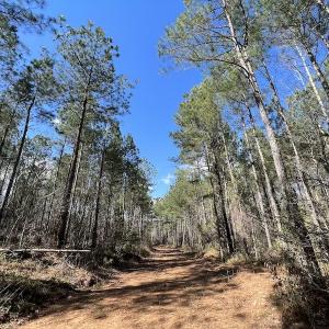 Photo #41 of SOLD property in Off Tuscarora Road, Hollister, NC 290.0 acres