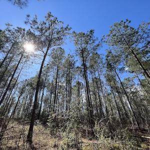 Photo #42 of SOLD property in Off Tuscarora Road, Hollister, NC 290.0 acres