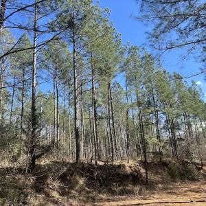 Photo #43 of SOLD property in Off Tuscarora Road, Hollister, NC 290.0 acres