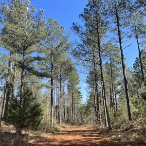 Photo #44 of SOLD property in Off Tuscarora Road, Hollister, NC 290.0 acres