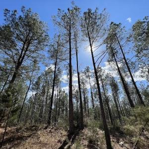 Photo #45 of SOLD property in Off Tuscarora Road, Hollister, NC 290.0 acres
