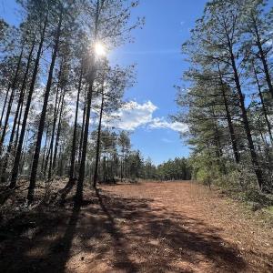 Photo #46 of SOLD property in Off Tuscarora Road, Hollister, NC 290.0 acres