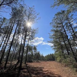 Photo #47 of SOLD property in Off Tuscarora Road, Hollister, NC 290.0 acres