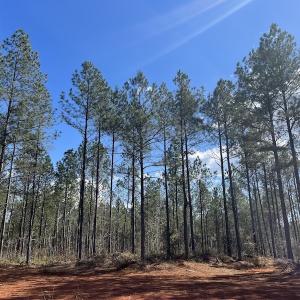 Photo #48 of SOLD property in Off Tuscarora Road, Hollister, NC 290.0 acres