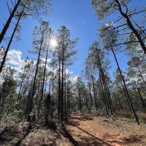 Photo #49 of SOLD property in Off Tuscarora Road, Hollister, NC 290.0 acres