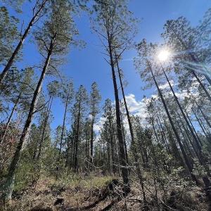 Photo #50 of SOLD property in Off Tuscarora Road, Hollister, NC 290.0 acres