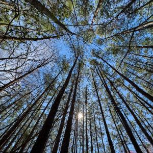 Photo #8 of Off Turner Road, Reidsville, NC 73.3 acres