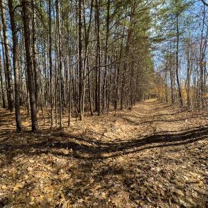 Photo #11 of Off Turner Road, Reidsville, NC 73.3 acres