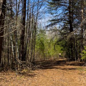 Photo #12 of SOLD property in Off Turner Road, Reidsville, NC 73.3 acres