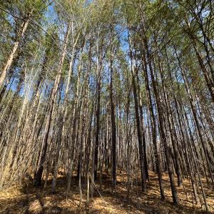 Photo #15 of Off Turner Road, Reidsville, NC 73.3 acres