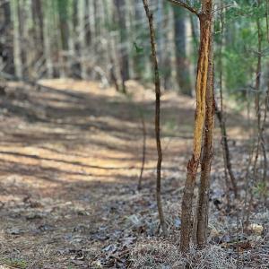 Photo #21 of SOLD property in Off Turner Road, Reidsville, NC 73.3 acres