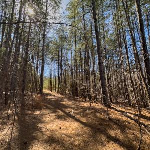 Photo #26 of SOLD property in Off Turner Road, Reidsville, NC 73.3 acres