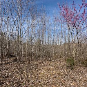 Photo #39 of Off Turner Road, Reidsville, NC 73.3 acres