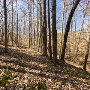 Photo #46 of SOLD property in Off Turner Road, Reidsville, NC 73.3 acres