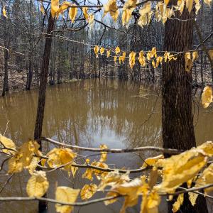 Photo #54 of Off Turner Road, Reidsville, NC 73.3 acres
