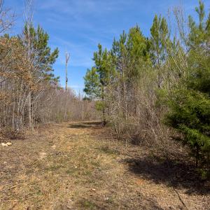 Photo #74 of SOLD property in Off Turner Road, Reidsville, NC 73.3 acres