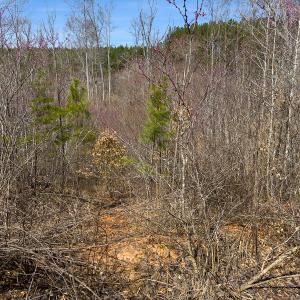 Photo #76 of SOLD property in Off Turner Road, Reidsville, NC 73.3 acres