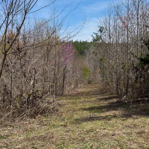 Photo #78 of SOLD property in Off Turner Road, Reidsville, NC 73.3 acres