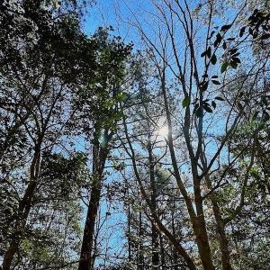 Photo #28 of 5541 Farmers Dr , Barhamsville, VA 168.0 acres