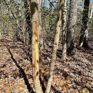 Photo #40 of 5541 Farmers Dr , Barhamsville, VA 168.0 acres