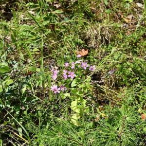 Photo #19 of SOLD property in 0ff Reservior View Dr, Pittsville, VA 5.0 acres