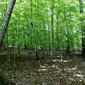 Photo #20 of SOLD property in 0ff Reservior View Dr, Pittsville, VA 5.0 acres