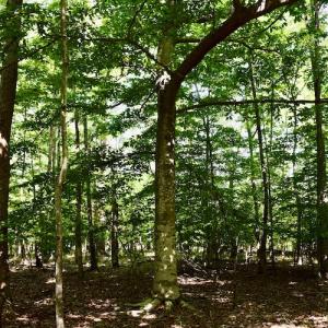 Photo #22 of SOLD property in 0ff Reservior View Dr, Pittsville, VA 5.0 acres