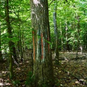 Photo #24 of SOLD property in 0ff Reservior View Dr, Pittsville, VA 5.0 acres