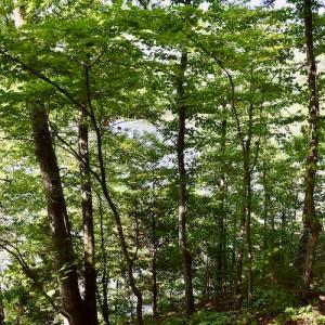 Photo #25 of SOLD property in 0ff Reservior View Dr, Pittsville, VA 5.0 acres