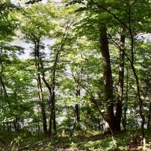 Photo #26 of SOLD property in 0ff Reservior View Dr, Pittsville, VA 5.0 acres