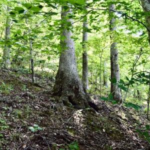 Photo #29 of SOLD property in 0ff Reservior View Dr, Pittsville, VA 5.0 acres