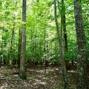 Photo #35 of SOLD property in 0ff Reservior View Dr, Pittsville, VA 5.0 acres