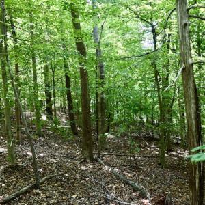 Photo #36 of SOLD property in 0ff Reservior View Dr, Pittsville, VA 5.0 acres