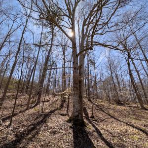 Photo #20 of SOLD property in Off of State Road 1580, Leasburg, NC 22.9 acres