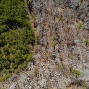 Photo #36 of SOLD property in Off of State Road 1580, Leasburg, NC 22.9 acres