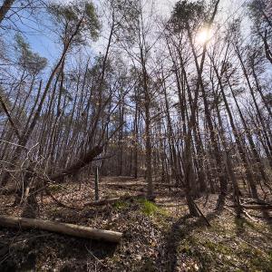 Photo #8 of SOLD property in Off of State Road 1580, Leasburg, NC 22.9 acres