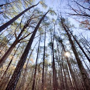 Photo #18 of SOLD property in Off Sunset Avenue, Rocky Mount, NC 50.4 acres
