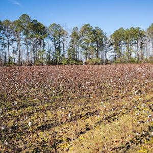 Photo #24 of SOLD property in Off Sunset Avenue, Rocky Mount, NC 50.4 acres