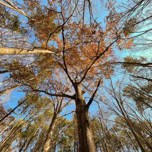 Photo #30 of SOLD property in Off Sunset Avenue, Rocky Mount, NC 50.4 acres