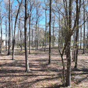 Photo #13 of 142 Peninsula Shores Way, Hertford, NC 11.9 acres