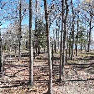 Photo #15 of 142 Peninsula Shores Way, Hertford, NC 11.9 acres