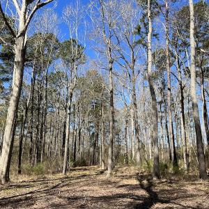 Photo #39 of 142 Peninsula Shores Way, Hertford, NC 11.9 acres