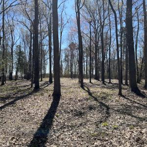 Photo #40 of 142 Peninsula Shores Way, Hertford, NC 11.9 acres